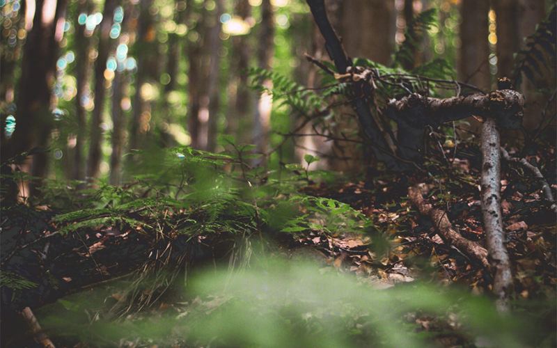 Welche Bedeutung hat der Wald für uns Menschen?